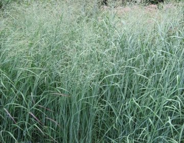 Switchgrass