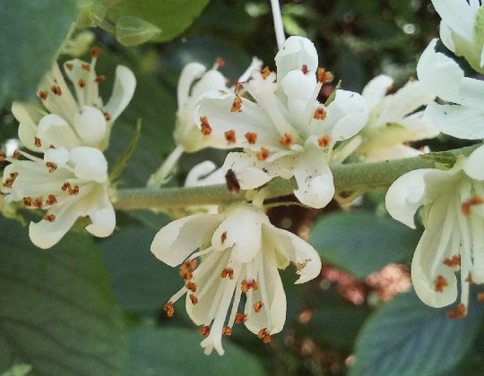 Summersweet Clethera