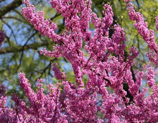 Eastern Redbud