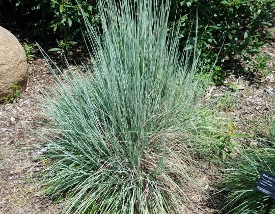 Little Bluestem