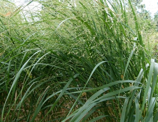 Switchgrass