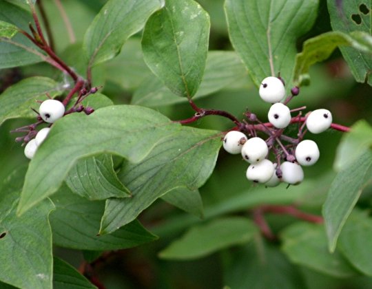 Red Twig Dogwood