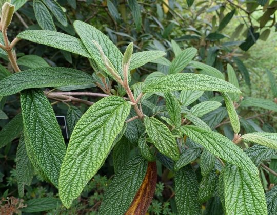 Leatherleaf Viburnum