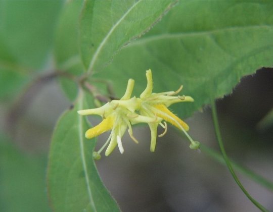Northern Bush Honeysuckle