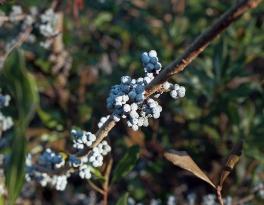Northern Bayberry