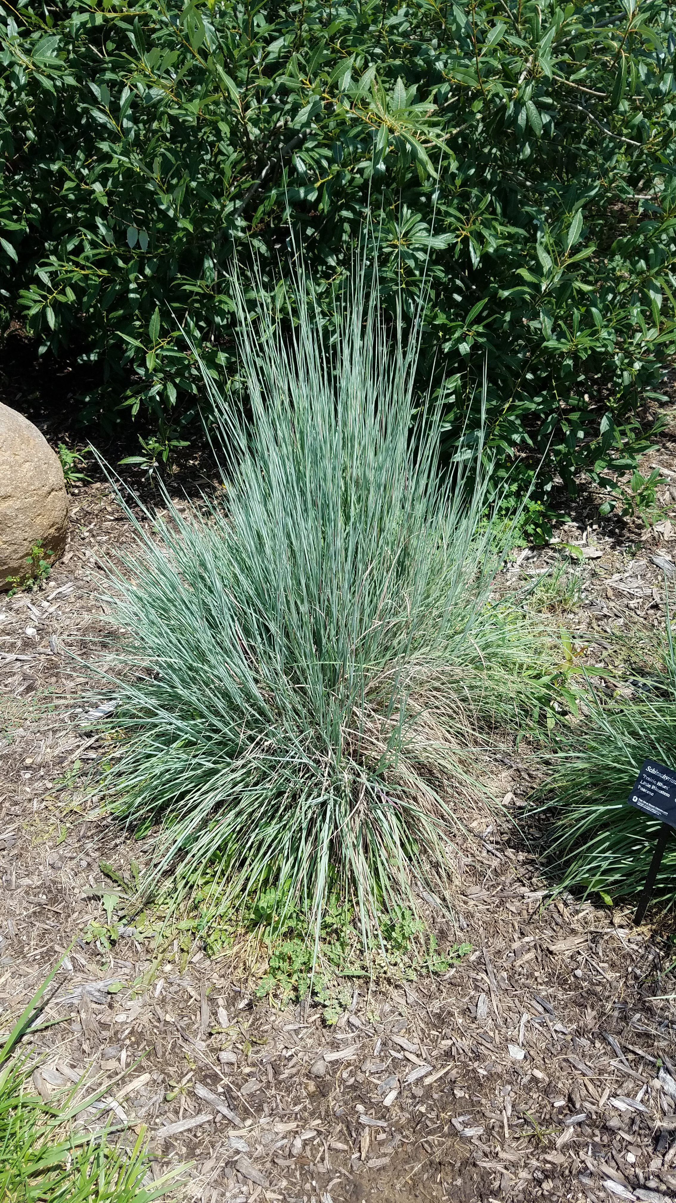 Little Bluestem | Mercy University