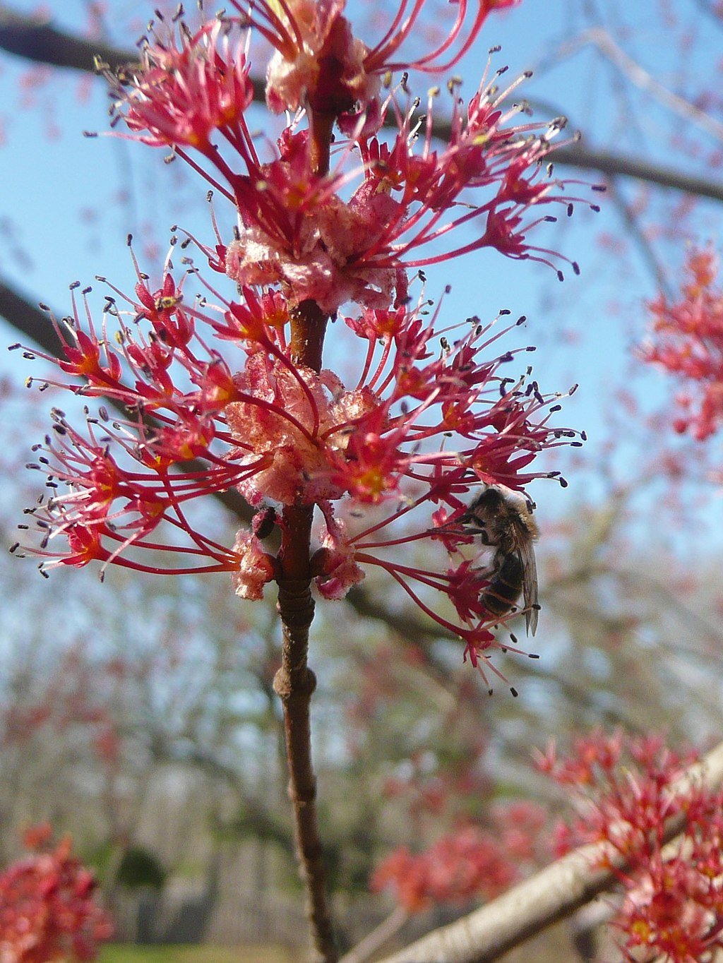 Sugar Maple | Mercy University